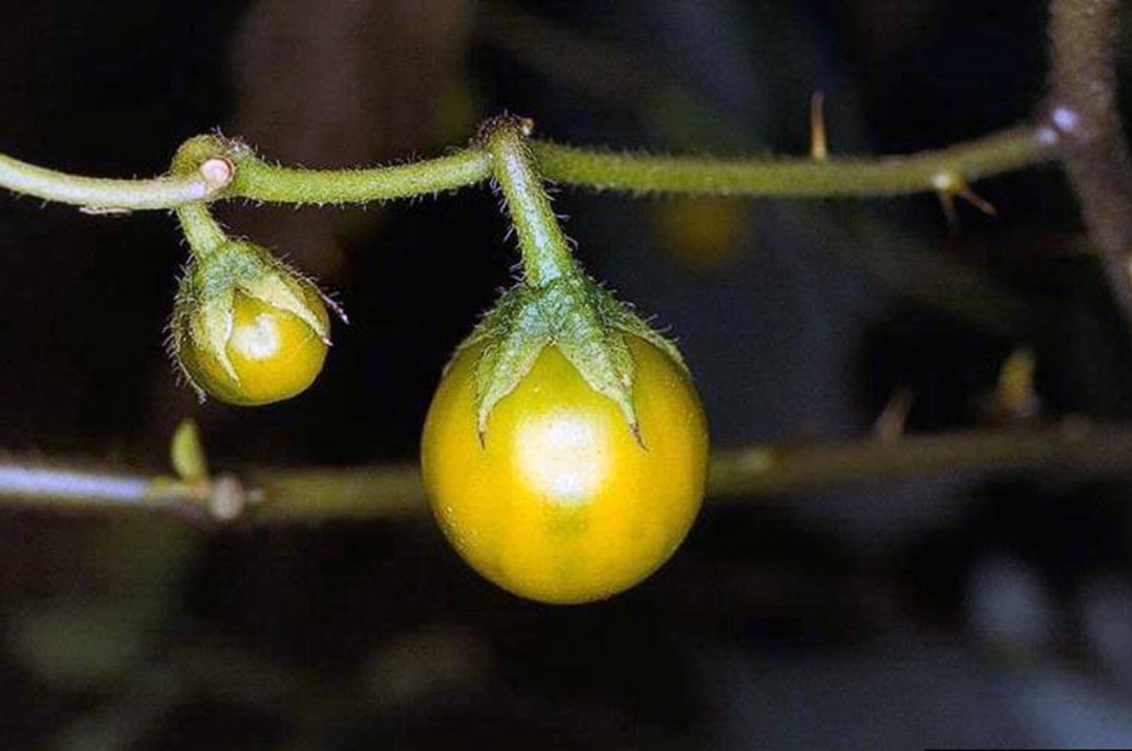 This undated image provided by Bugwood.org shows toxic horsenettle fruits, which closely resemble cherry tomatoes. (AP Photo)