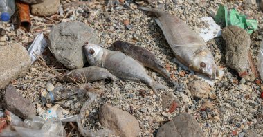 Dead fish line the Karşıyaka shore, Izmir, western Türkiye, Aug. 22, 2024. (AA Photo)