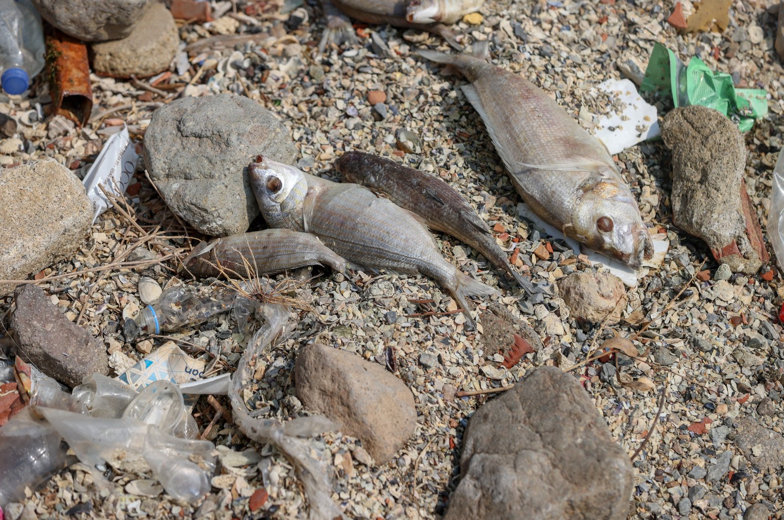 Dead fish line the Karşıyaka shore, Izmir, western Türkiye, Aug. 22, 2024. (AA Photo)