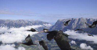 This photo provided by Waldrappteam Conservation &amp; Research shows migrating northern bald ibises flying from Austria to Oasi Laguna di Orbetello in Italy, Aug. 18, 2022. (AP Photo)