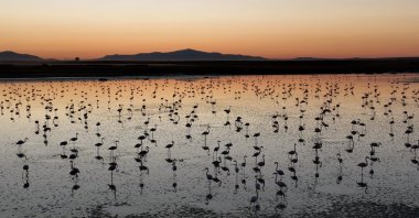 Flamingo chicks settle in at Lake Tuz, Türkiye, Aug. 25, 2024. (AA Photo)