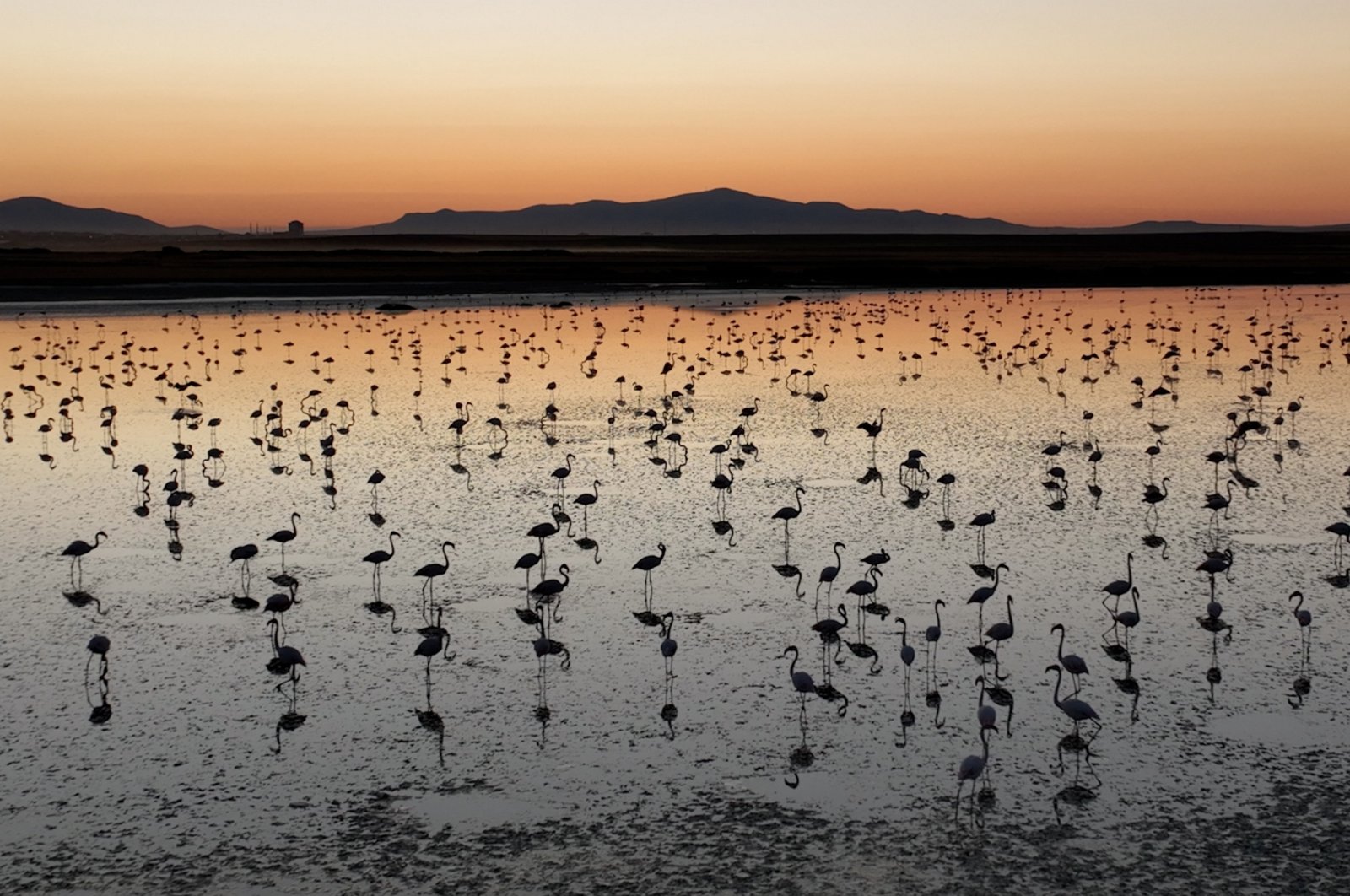 Flamingo chicks settle in at Lake Tuz, Türkiye, Aug. 25, 2024. (AA Photo)