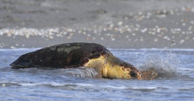 Willow, a subadult loggerhead sea turtle, makes her way back into the ocean after being treated at the Loggerhead Marinelife Center, Juno Beach, Florida, Aug. 21, 2024. (AP Photo)