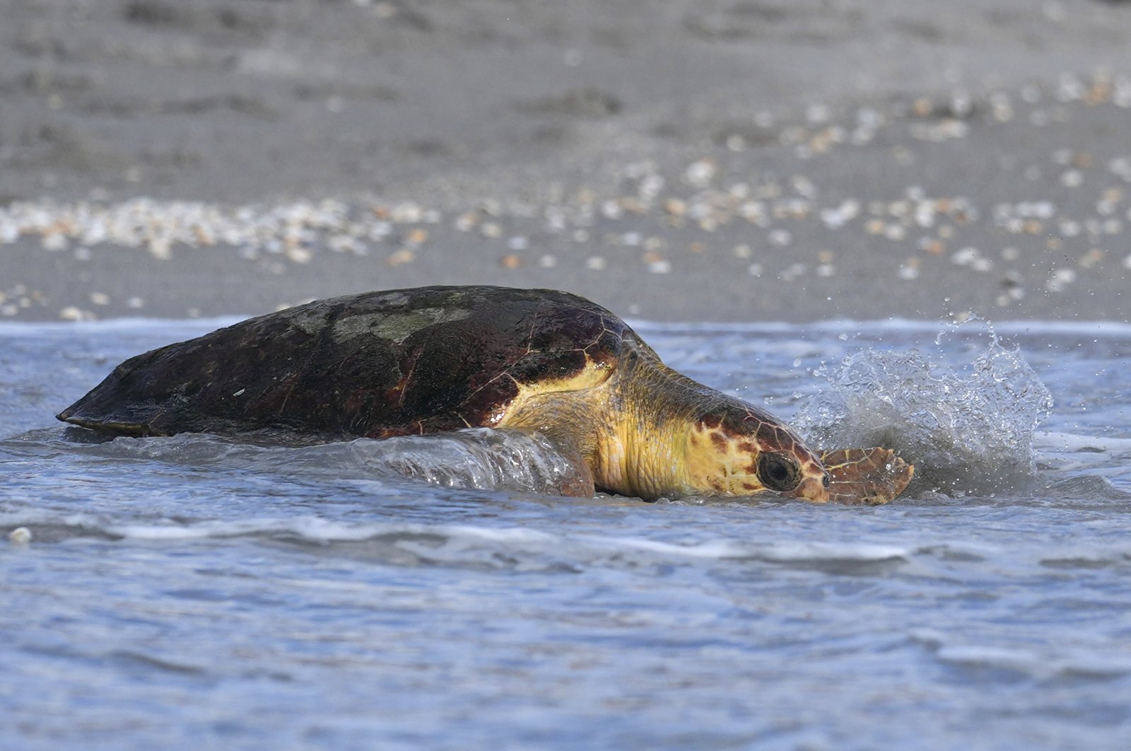 Sea turtle Willow released into the Atlantic after successful rehabilitation