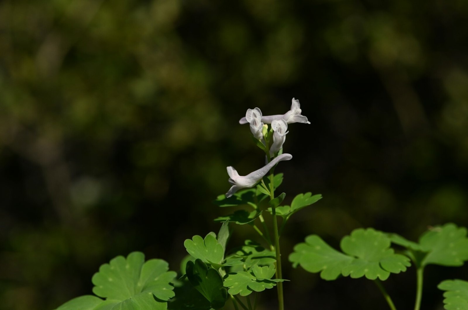 "Corydalis varolaydinii," a newly discovered plant species, is seen in the ancient city of Latmos, Söke, Aydın, western Türkiye, Aug. 26, 2024. (DHA Photo)