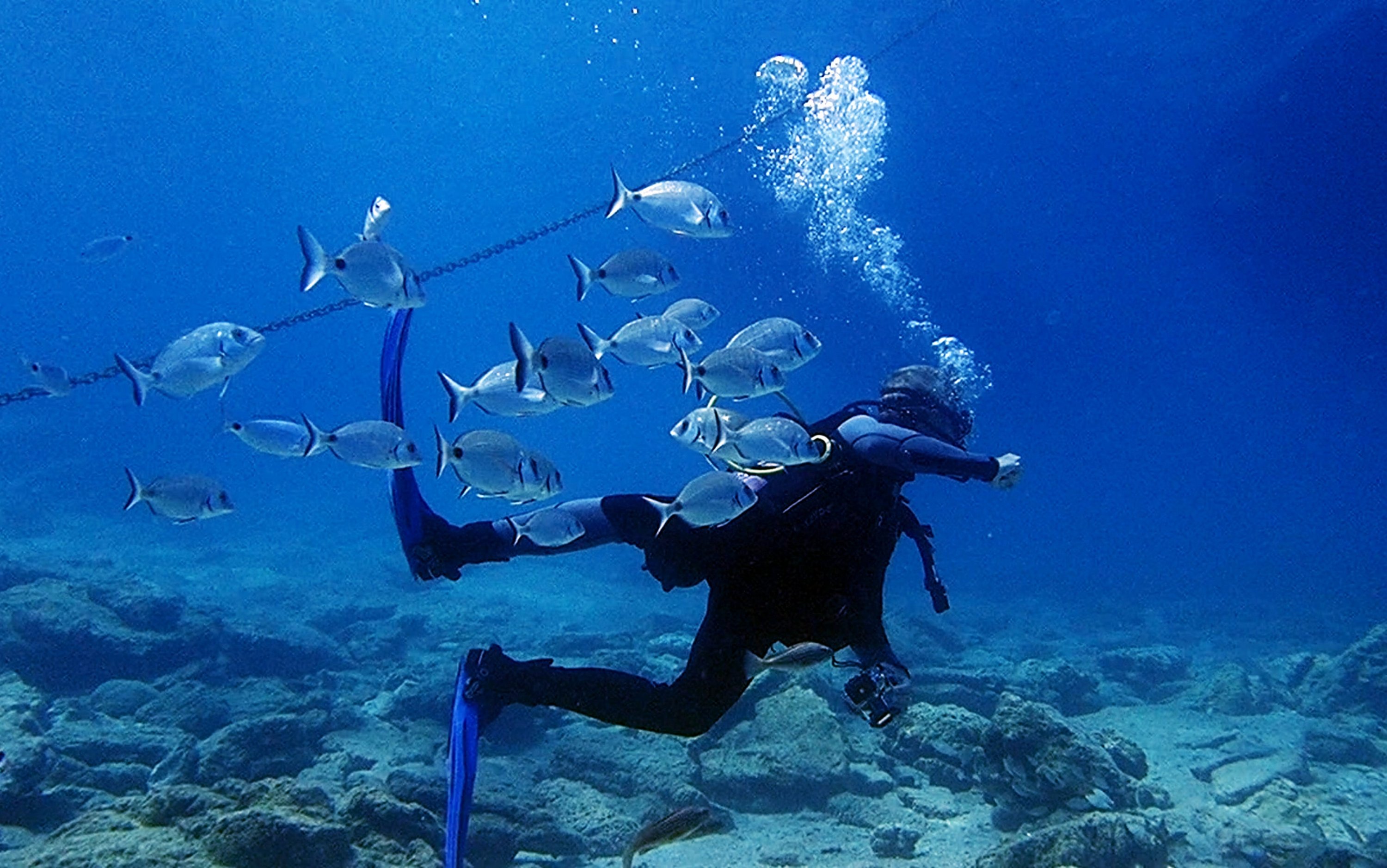 Bodrum’s marine life draws local, international divers