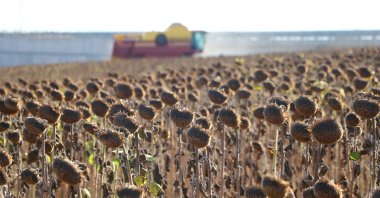 A field of sunflowers dries amid hot weather in Tekirdağ province, northwestern Türkiye, Aug. 16, 2024. (AA Photo)