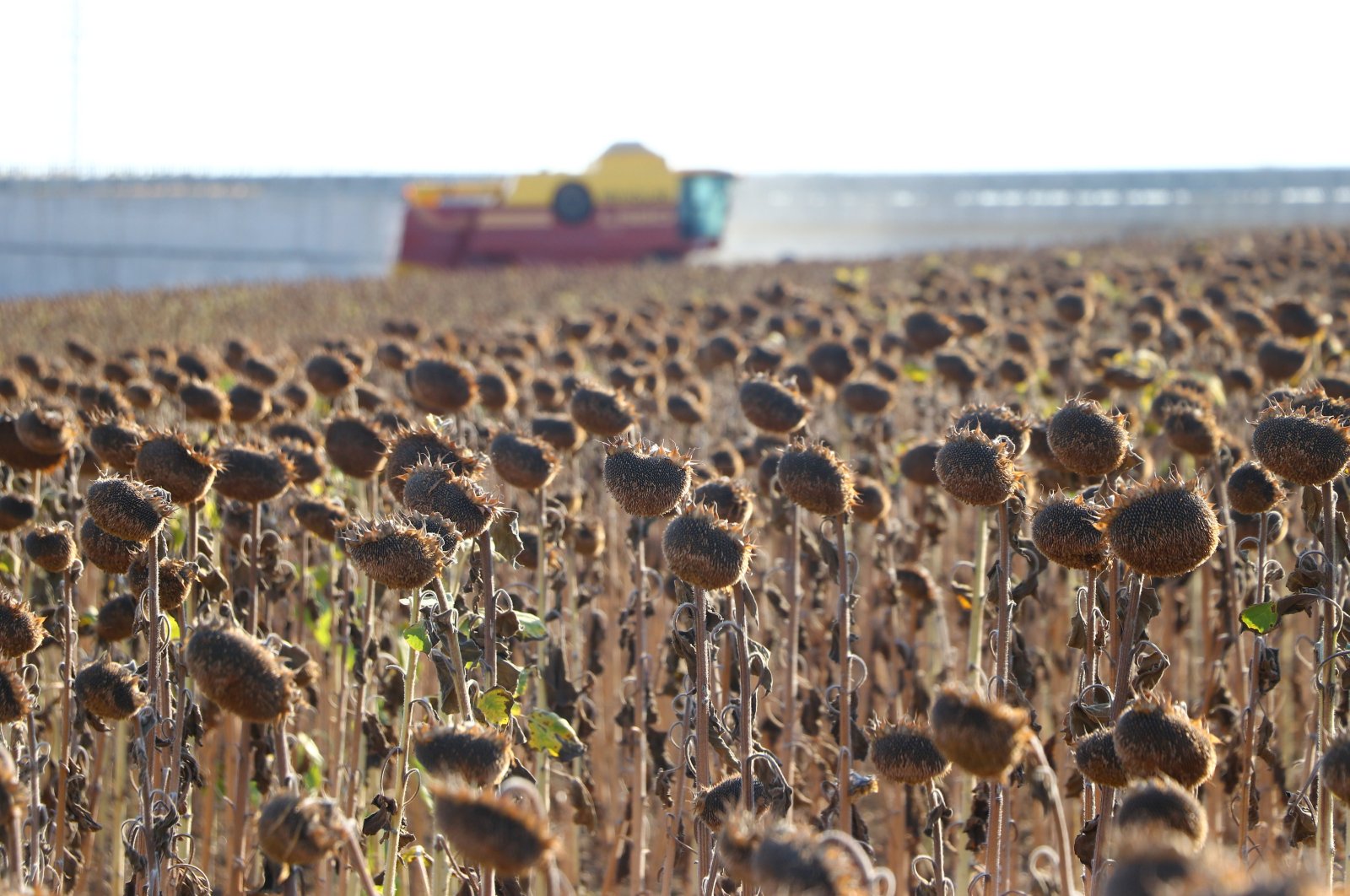 A field of sunflowers dries amid hot weather in Tekirdağ province, northwestern Türkiye, Aug. 16, 2024. (AA Photo)