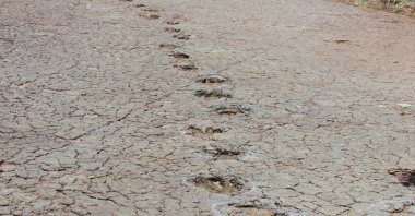 Footprints of dinosaurs, Sousa Basin, Brazil, Jan. 7, 2015. (Courtesy of Southern Methodist University)