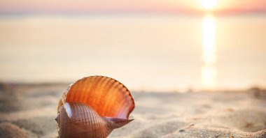 Seashell on the beach at sunset. (Getty Images)