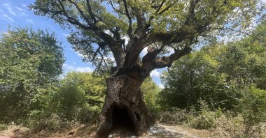 Türkiye's oldest oak tree located in Mengen district of Bolu, Türkiye, Aug. 28, 2024. (AA Photo)