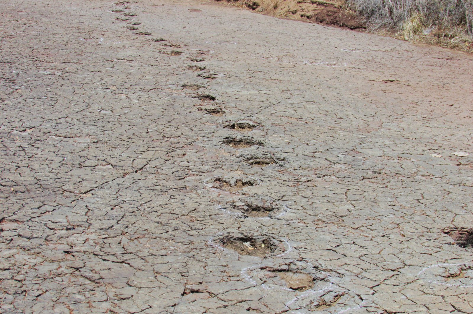 Footprints of dinosaurs, Sousa Basin, Brazil, Jan. 7, 2015. (Courtesy of Southern Methodist University)