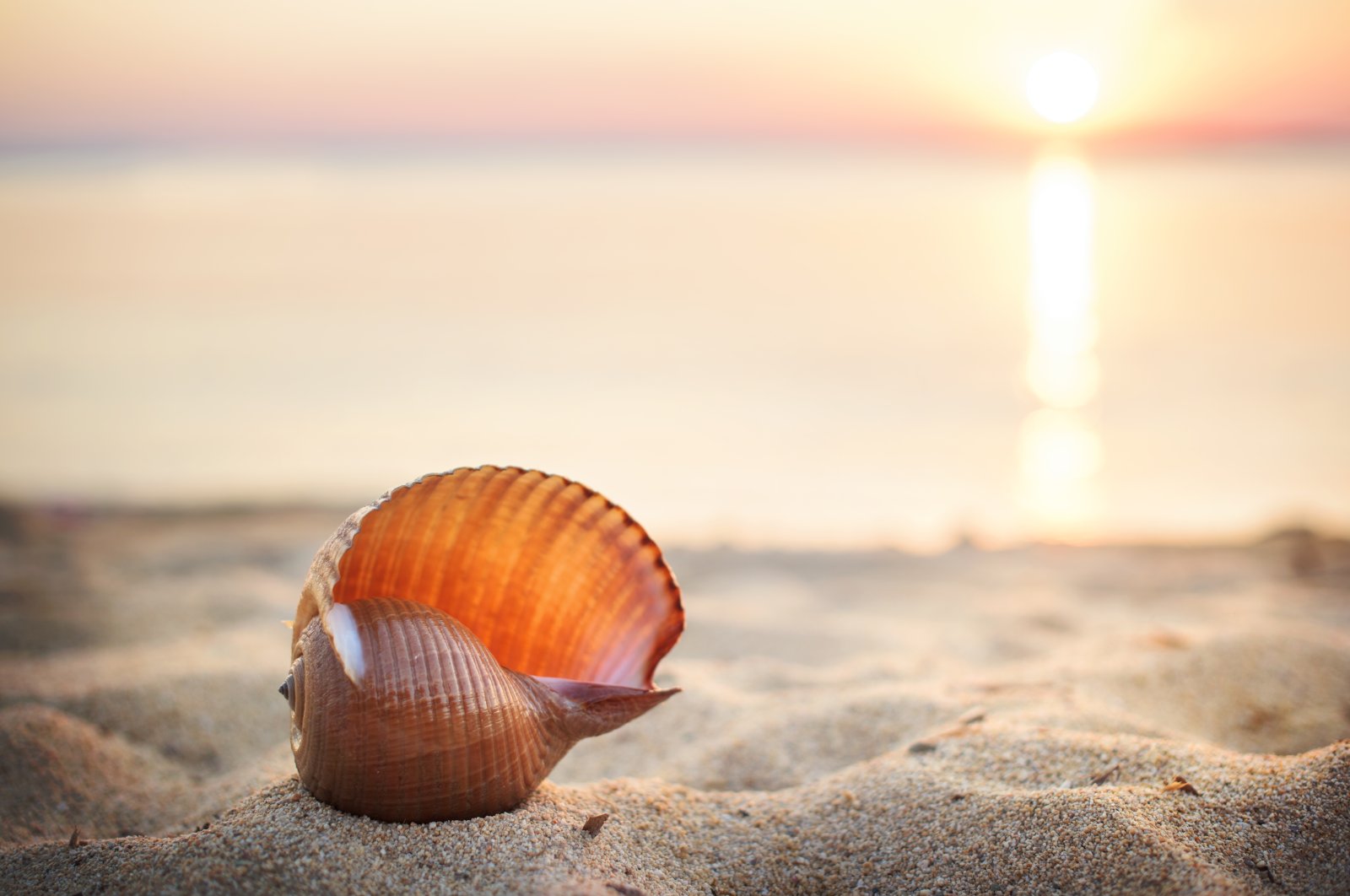 Seashell on the beach at sunset. (Getty Images)