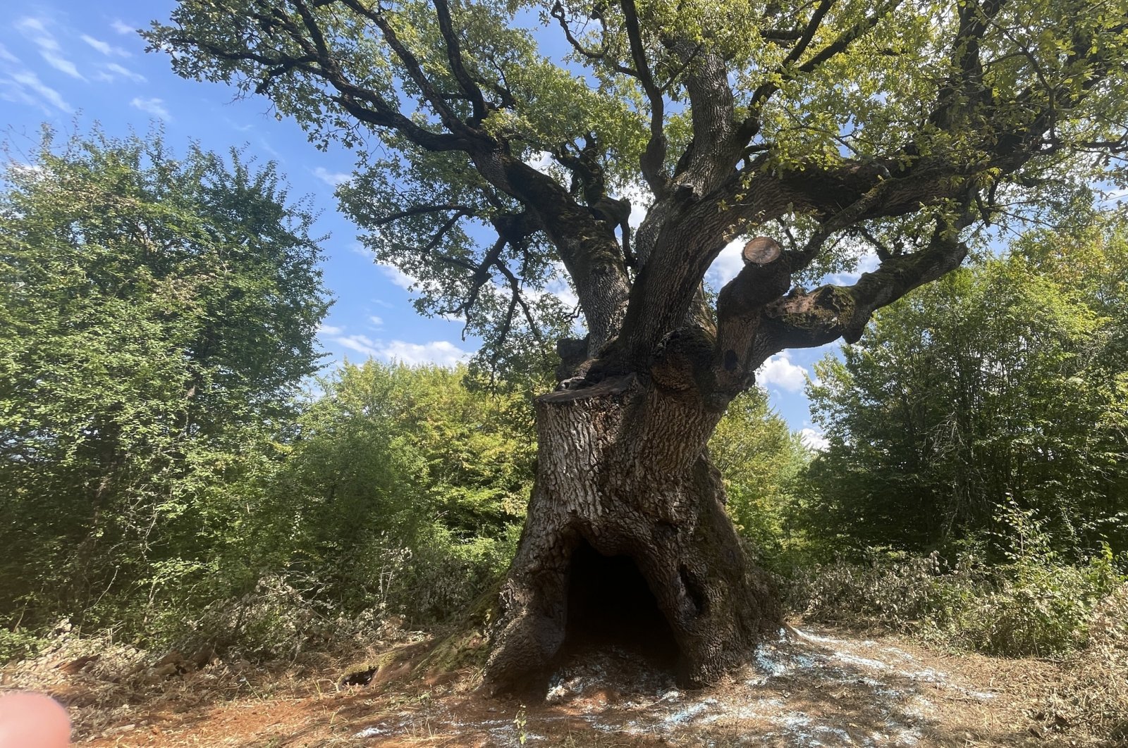 Türkiye&#039;s oldest oak tree located in Mengen district of Bolu, Türkiye, Aug. 28, 2024. (AA Photo)