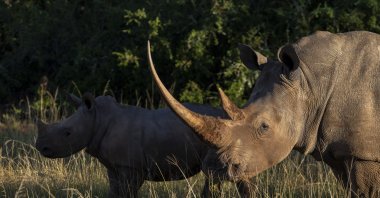 A group of white rhinoceroses is seen during a safari drive near the town of Paterson in South Africa&#039;s Eastern Cape province, Feb. 7, 2022. (Getty Images)