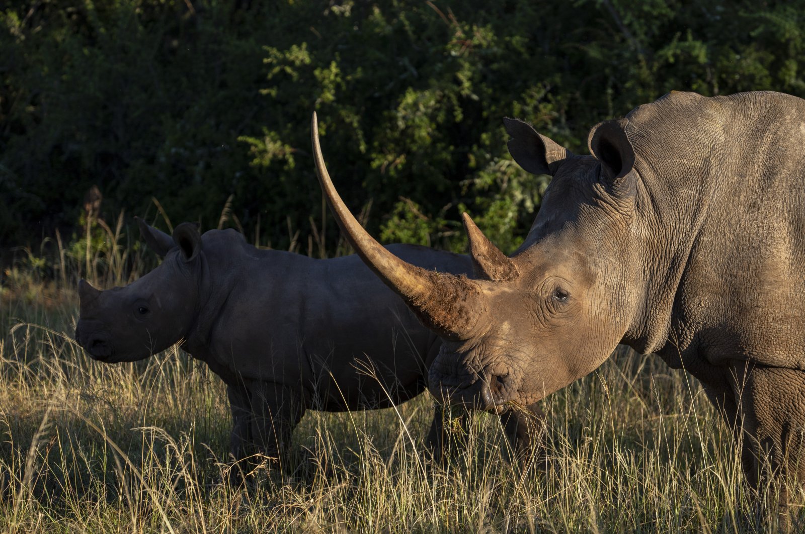 Man arrested for selling rhino horns and elephant tusks online