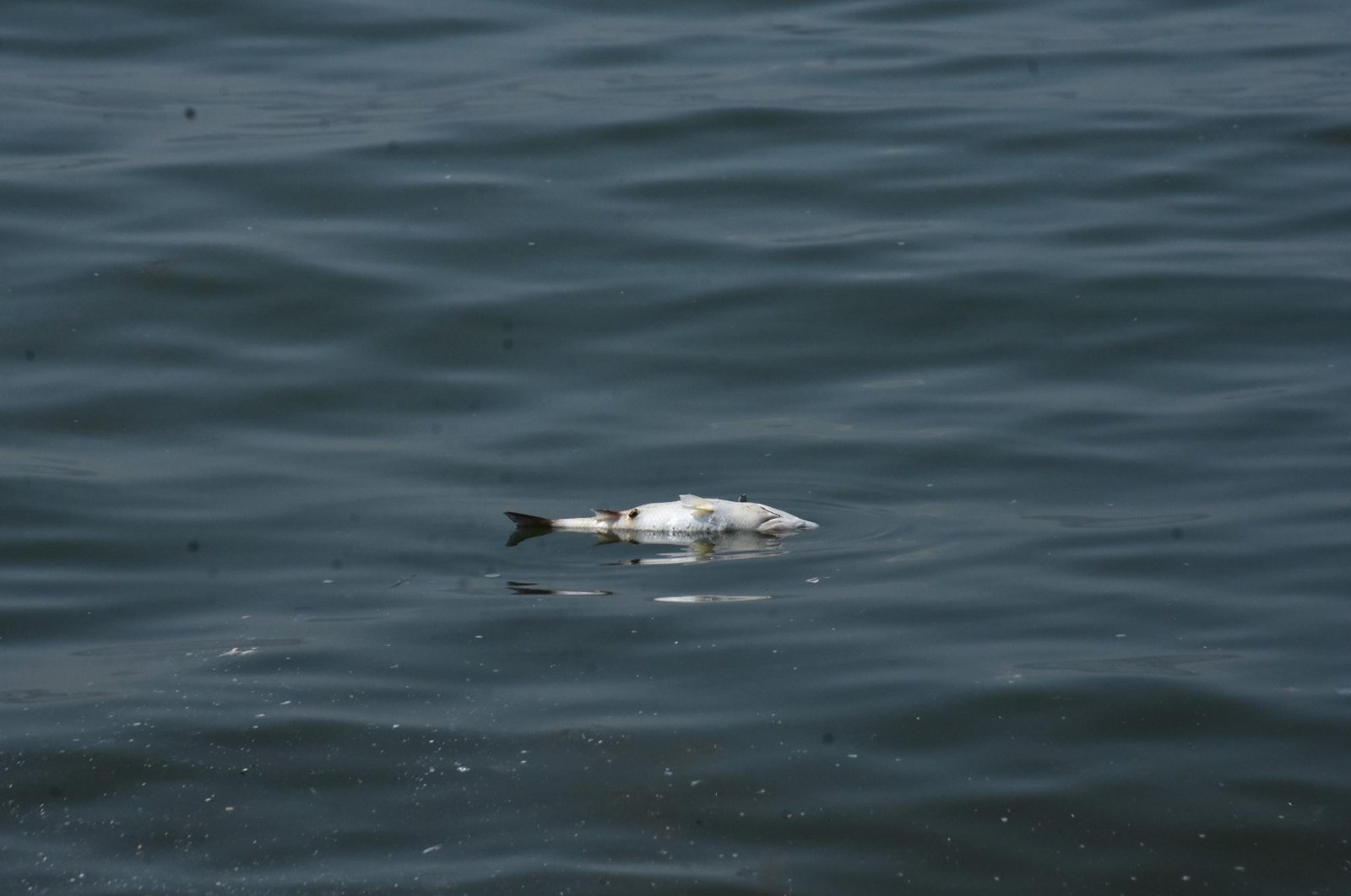 Fish in Izmir Bay face death due to widespread pollution, Izmir, Türkiye, Aug. 21, 2024. (DHA Photo)