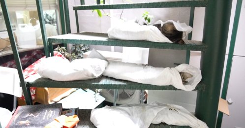 Cats and dogs poisoned in a notorious attack receive medical treatment in Kadıköy, Istanbul, Türkiye, Sept. 2, 2024. (DHA Photo)