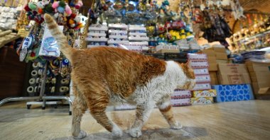 Tarçın the Cat on her patrol rounds at the historic Kemeraltı Bazaar in Izmir, western Türkiye, Sept. 1, 2024. (AA Photo)