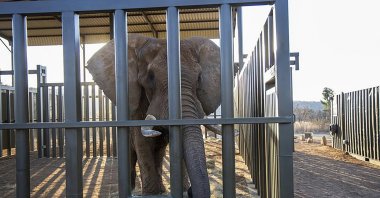 In this photo supplied by Four Paws, Charley, an aging four-ton African elephant, enters his adaption enclosure to acclimatize in Cape Town, South Africa, Aug. 19, 2024. (AP Photo)