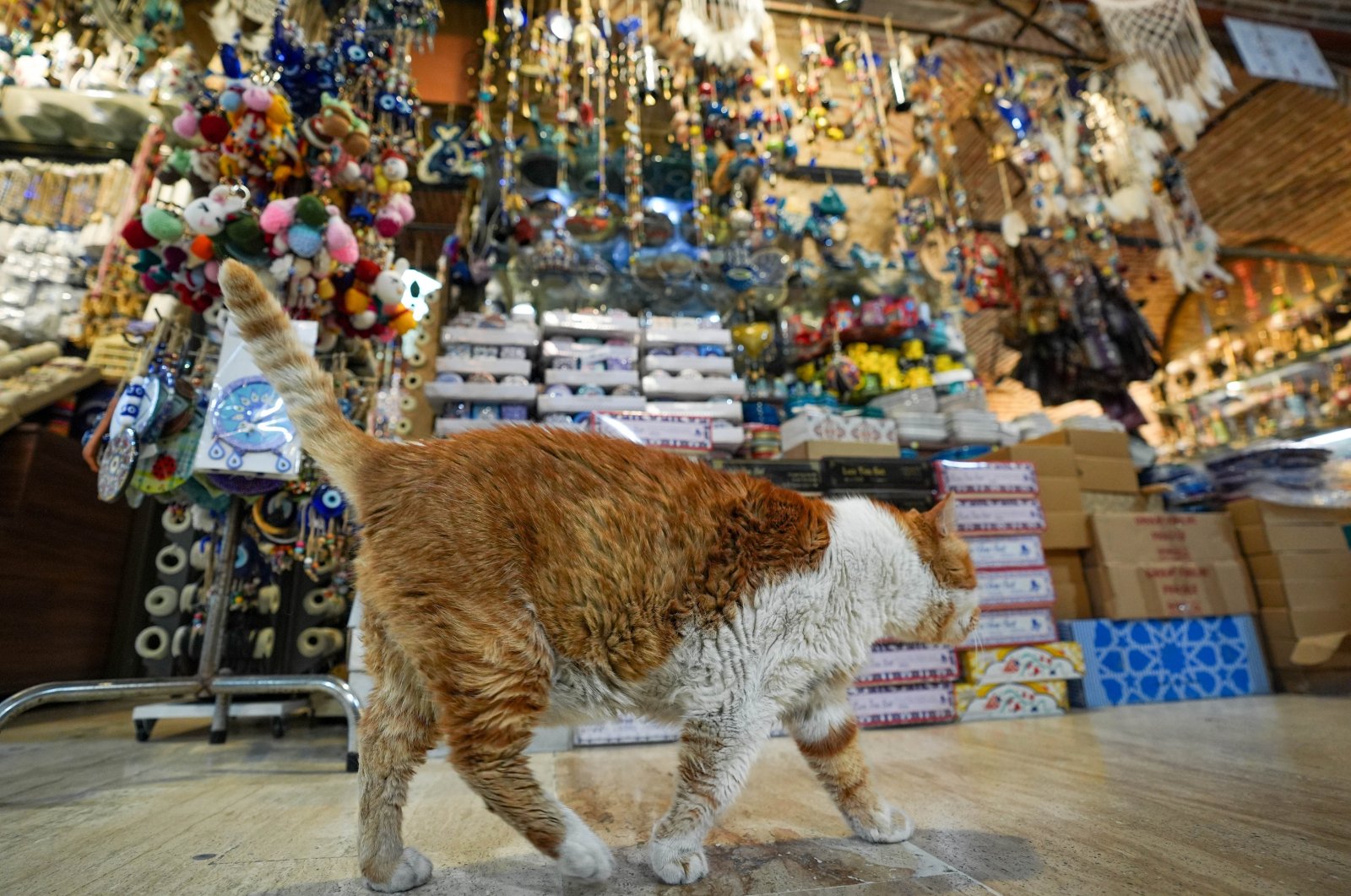 Tarçın the Cat on her patrol rounds at the historic Kemeraltı Bazaar in Izmir, western Türkiye, Sept. 1, 2024. (AA Photo)