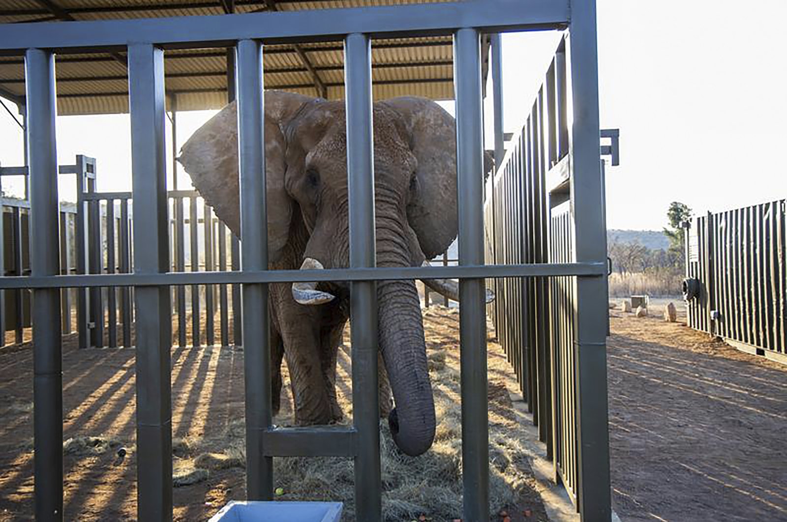 In this photo supplied by Four Paws, Charley, an aging four-ton African elephant, enters his adaption enclosure to acclimatize in Cape Town, South Africa, Aug. 19, 2024. (AP Photo)