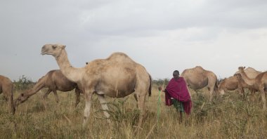 Musalia Piti, a herder, looks after his camels in Lekiji Village, Laikipia county, Kenya, July 26, 2024. (AP Photo)