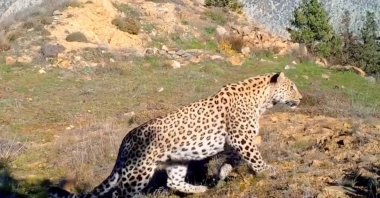 An Anatolian leopard is seen in the mountains of Türkiye in this undated photo. (DHA Photo)