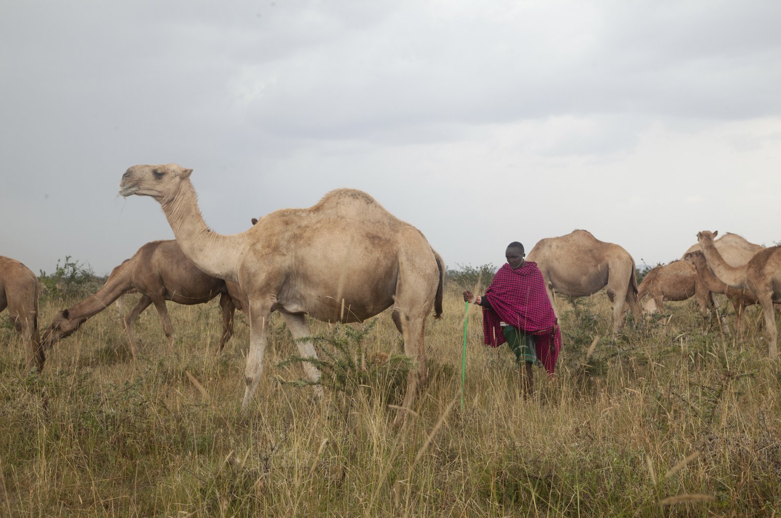 Musalia Piti, a herder, looks after his camels in Lekiji Village, Laikipia county, Kenya, July 26, 2024. (AP Photo)