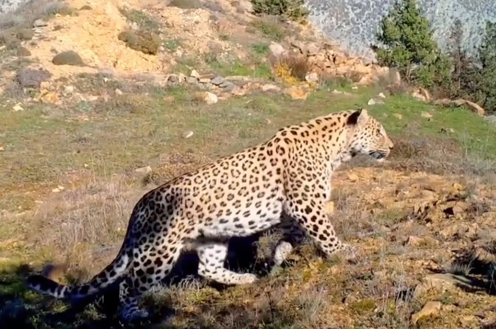 An Anatolian leopard is seen in the mountains of Türkiye in this undated photo. (DHA Photo)