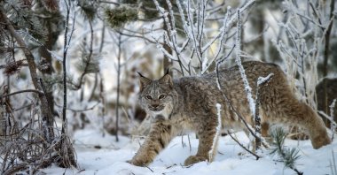 Canada Lynx in snowy landscape. (Getty Images)