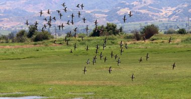 Water birds fly near Lake Marmara, Manisa, Türkiye, Aug. 7, 2024. (AA Photo)