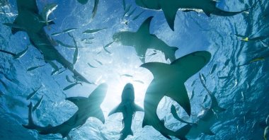 Silhouette of circling sharks. (Getty Images)