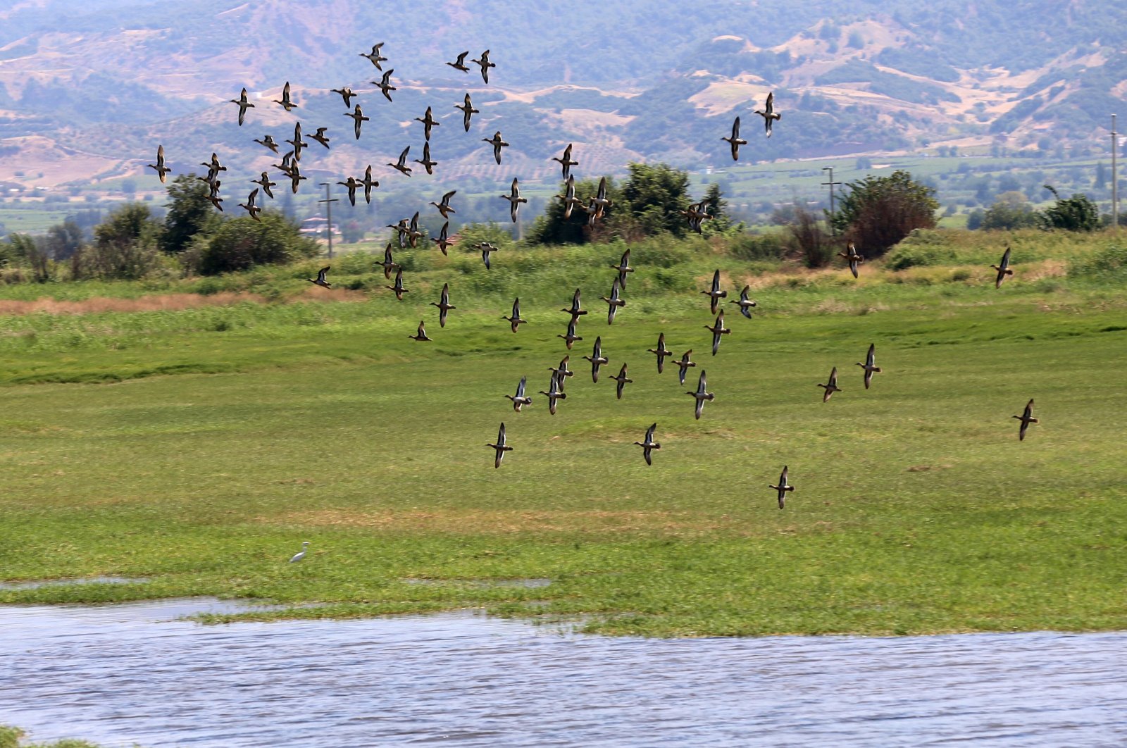 Water birds fly near Lake Marmara, Manisa, Türkiye, Aug. 7, 2024. (AA Photo)