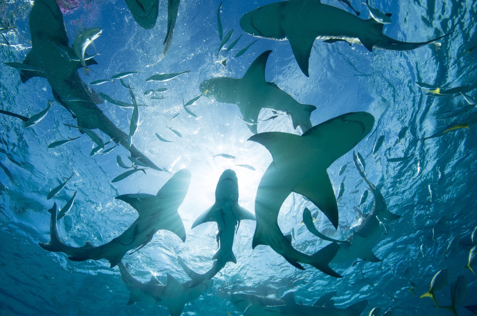 Silhouette of circling sharks. (Getty Images)