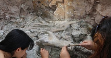 Archaeologists work on elephant bones in Çankırı, Türkiye, Sept. 10, 2024. (AA Photo)