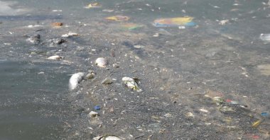 Dead fish float in the dirty water of Izmir bay, Izmir, western Türkiye, Aug. 24, 2024. (DHA Photo)