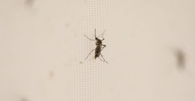 Climate change is increasing the threat of infectious disease in part by extending the range of vectors like mosquitoes, Medellin, Colombia, June 4, 2024. (AFP Photo)