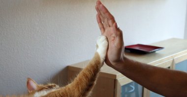 Human hand and Orange Maine Coon cat giving high five,  U.S., March 12, 2009. (Getty Images)