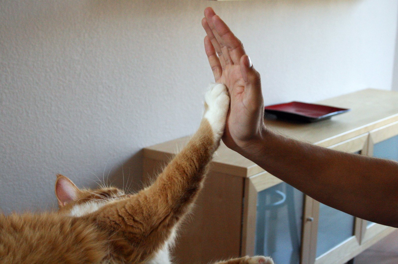 Human hand and Orange Maine Coon cat giving high five,  U.S., March 12, 2009. (Getty Images)