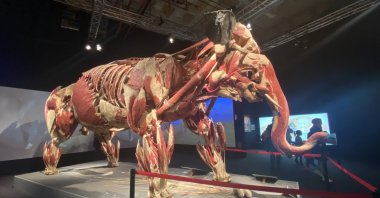 The exhibition displays animals that died of natural causes, carefully preserved to highlight their intricate anatomy, Istanbul, Türkiye, Sept. 17, 2024. (IHA Photo)