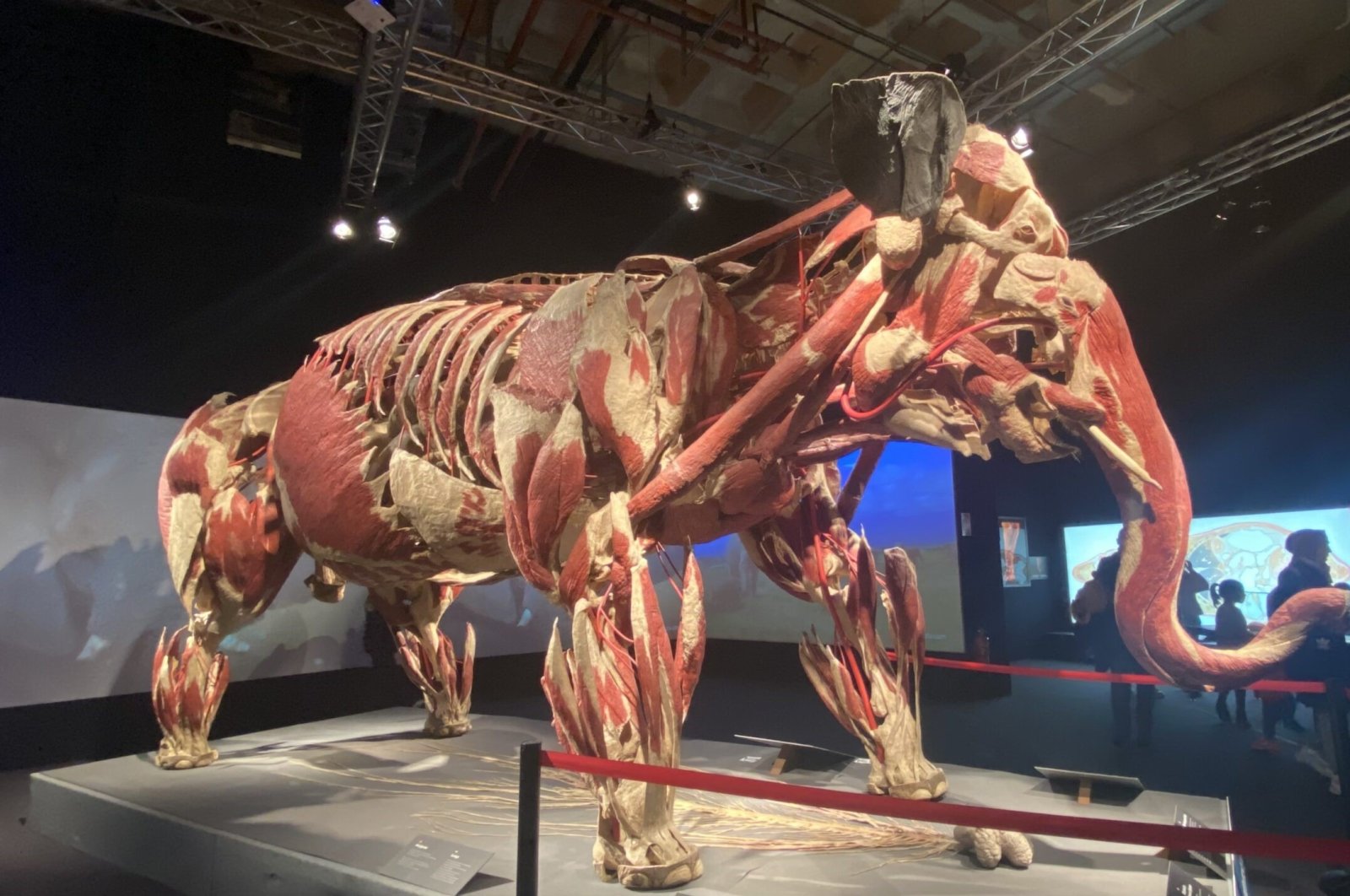 The exhibition displays animals that died of natural causes, carefully preserved to highlight their intricate anatomy, Istanbul, Türkiye, Sept. 17, 2024. (IHA Photo)