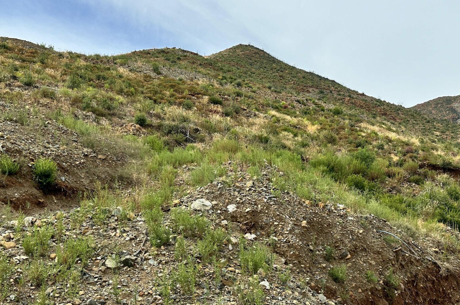 Muğla&#039;s mountains are once again green after the massive fires in 2022, Marmaris, Türkiye, Sept. 19, 2024. (DHA Photo)