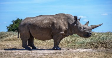 A rhino is seen in the Ol Pejeta Conservancy in the Laikipia County, central Kenya, Sept. 8, 2024. (AA Photo)