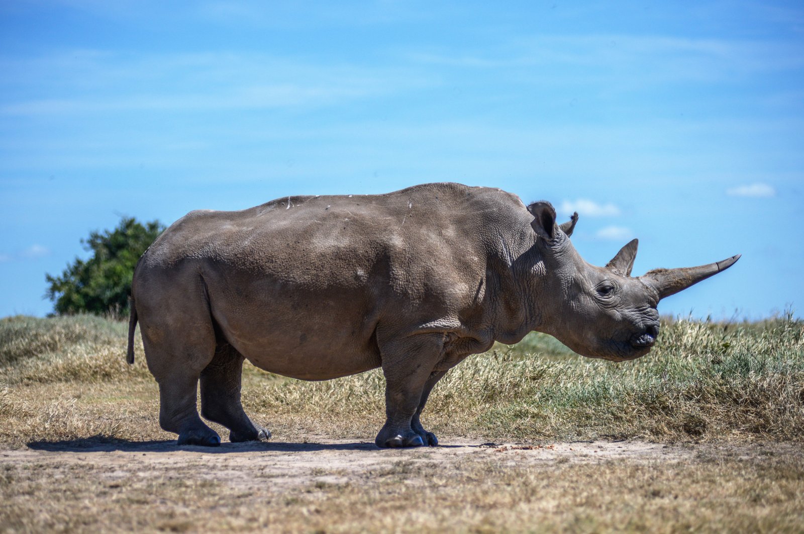 A rhino is seen in the Ol Pejeta Conservancy in the Laikipia County, central Kenya, Sept. 8, 2024. (AA Photo)