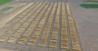 New wheat varieties grow in Sivas, Türkiye, Sept. 24, 2024. (IHA Photo) 