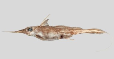 The newly described Australasian narrow-nosed spookfish. (Courtesy of National Institute of Water and Atmospheric Research)