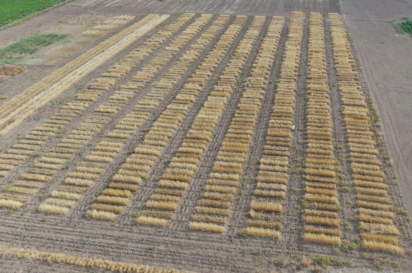 New wheat varieties grow in Sivas, Türkiye, Sept. 24, 2024. (IHA Photo) 