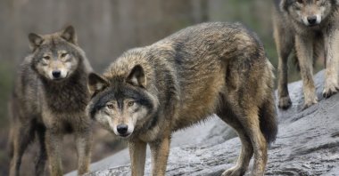 Swedish wolves at Skansen Zoo, Stockholm, Sweden, April 9, 2009. (AP File Photo)