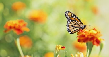 Conservationists raise alarms over a &quot;butterfly emergency,&quot; as the latest U.K. citizen science survey reports the lowest numbers on record. (Getty Images)